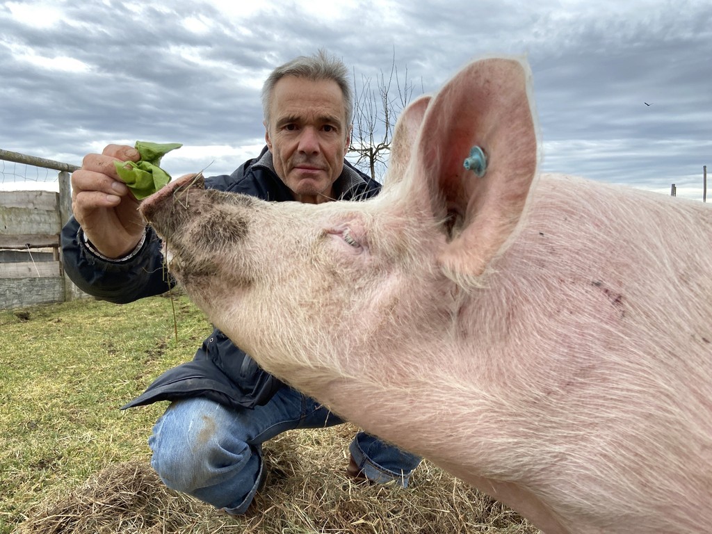 Hannes Jaenicke füttert ein Schwein mit frischem Grünfutter – Einsatz für mehr Mitgefühl und Transparenz in der Tierhaltung.
