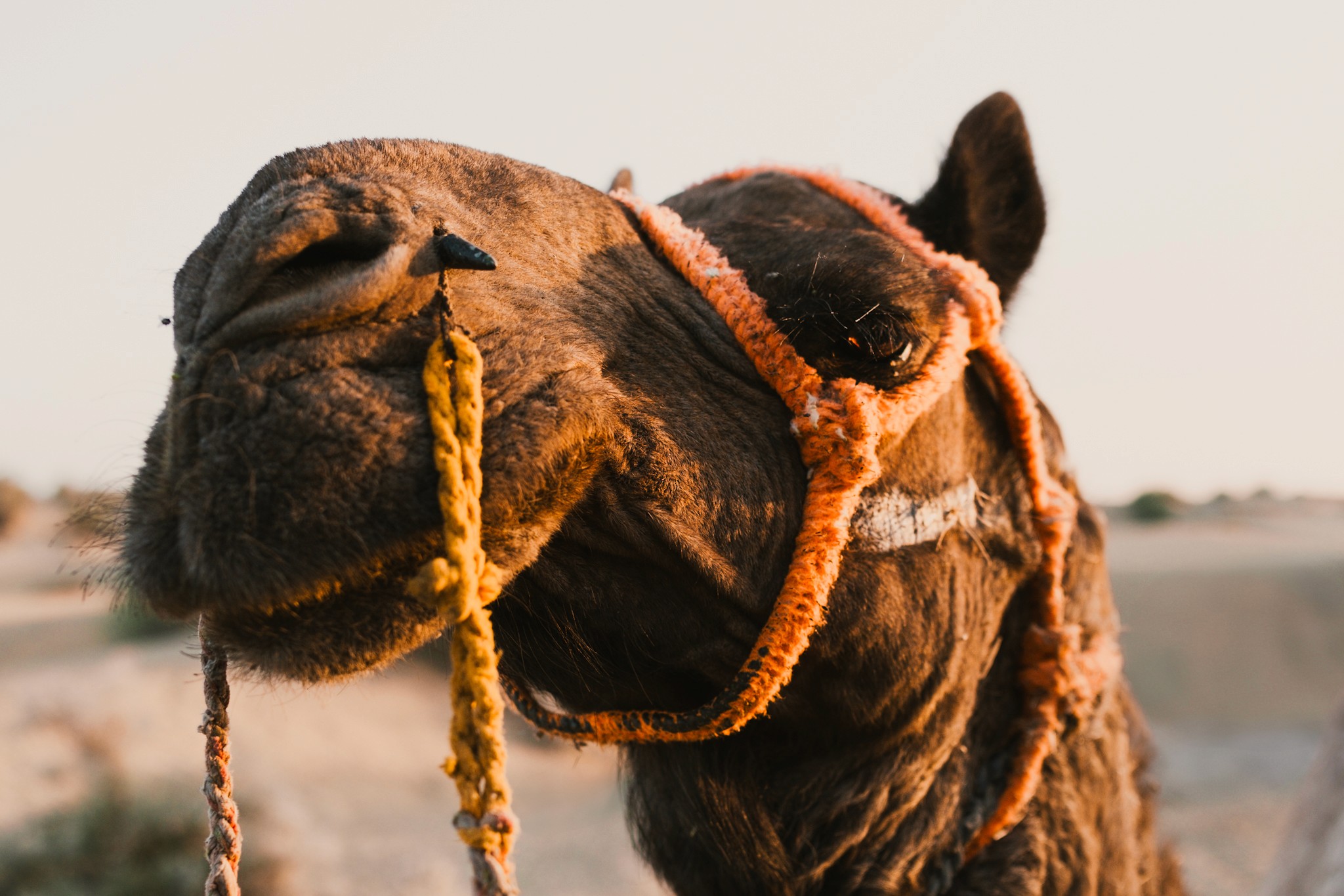 Thar desert camel