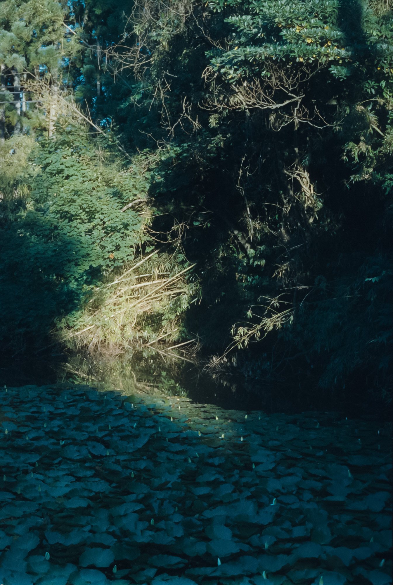 Taisei Matsumoto, archive random photograph 154