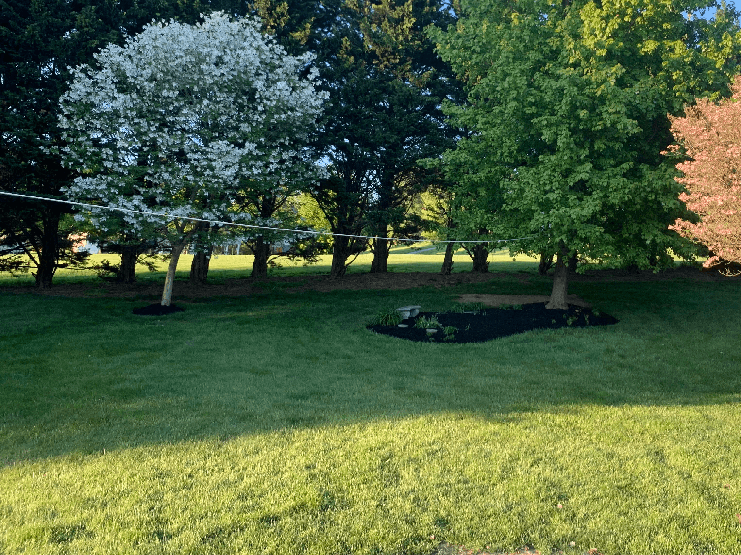 Trees trimmed in Carroll County, MD