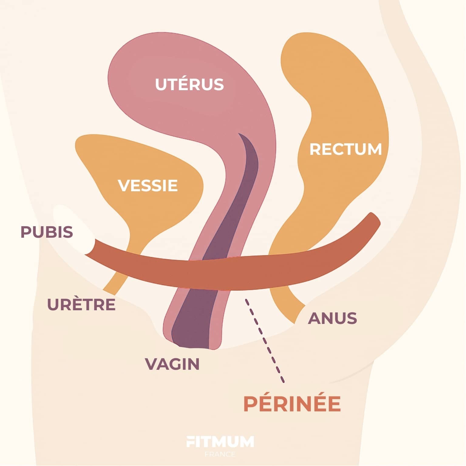 Schéma expliquant oú se situe le périnée chez la femme
