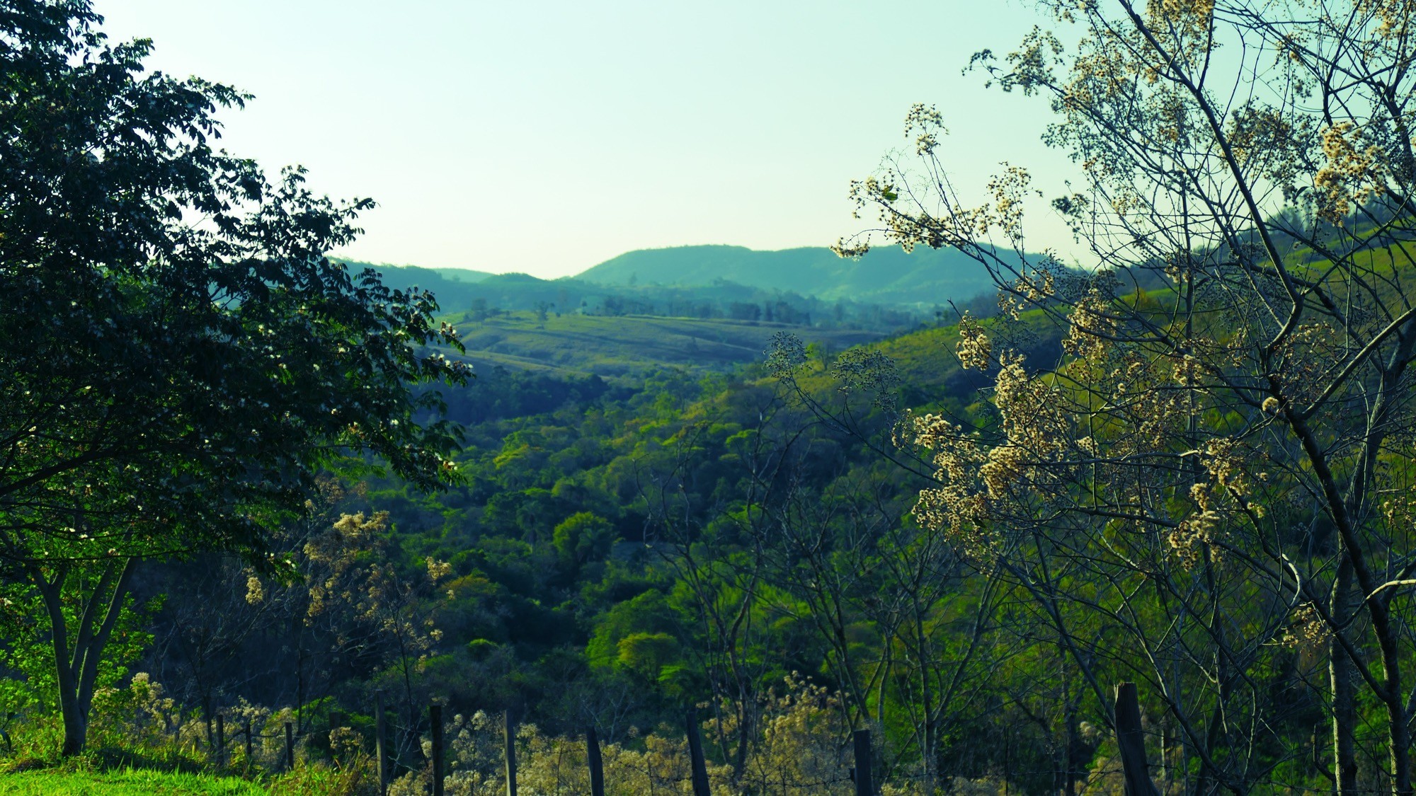 Mesmo vale em 2019 coberto por mata densa e árvores floridas, visto do alto do morro