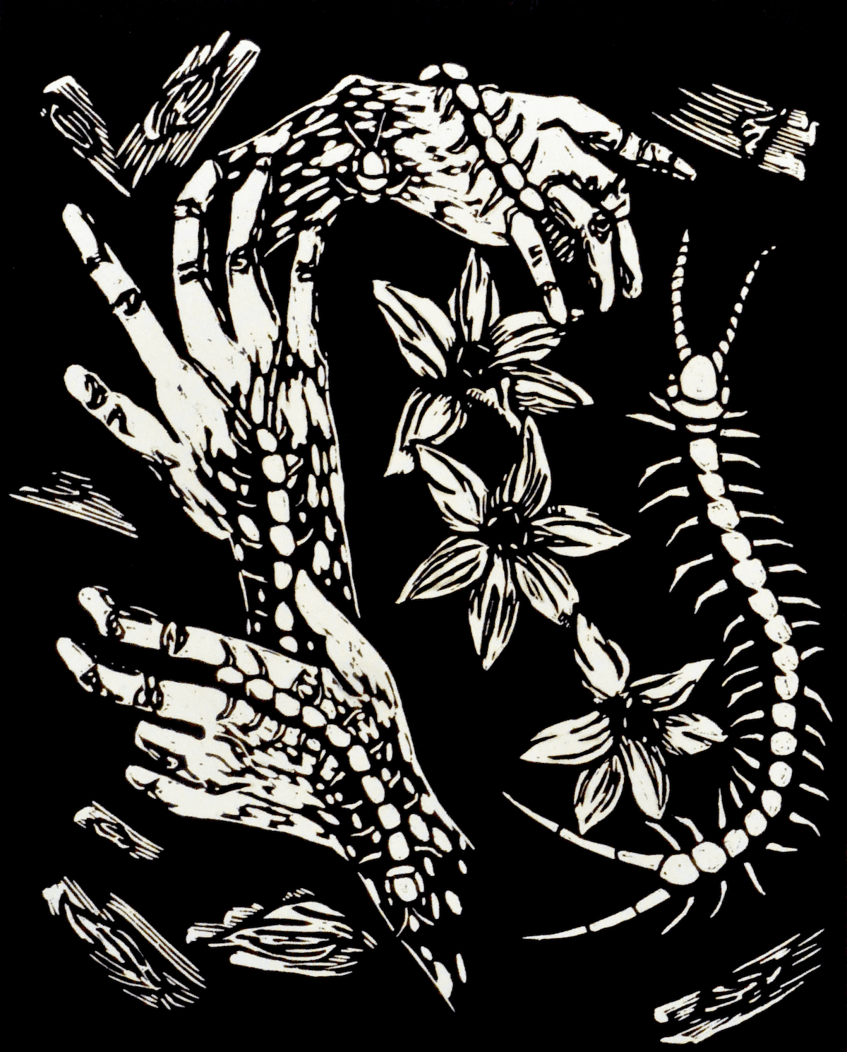 moonflower