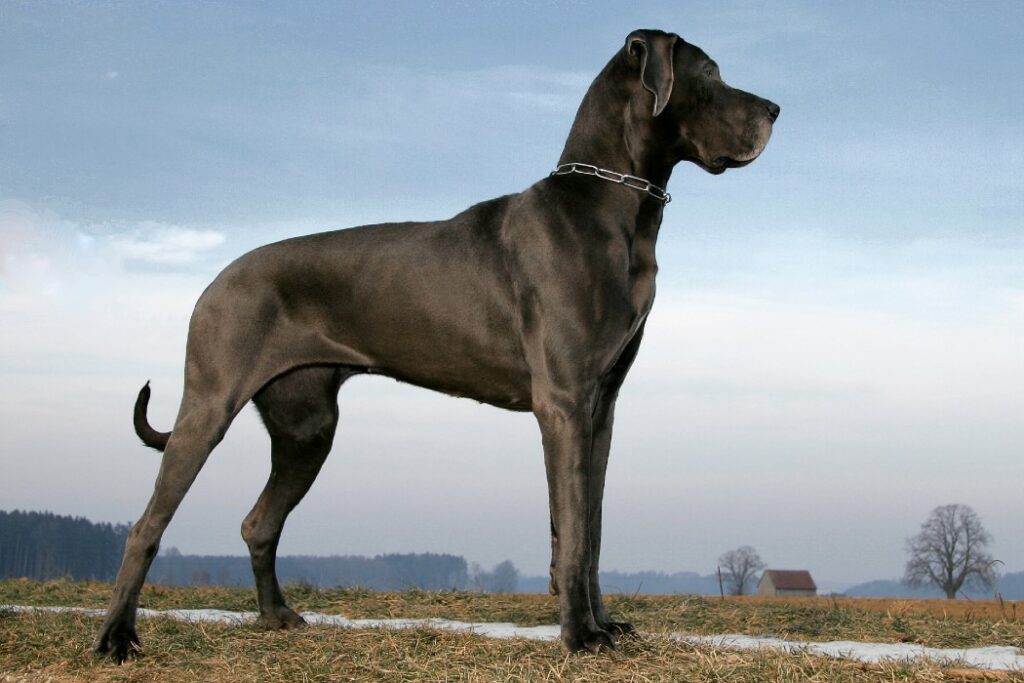 test adn chien france