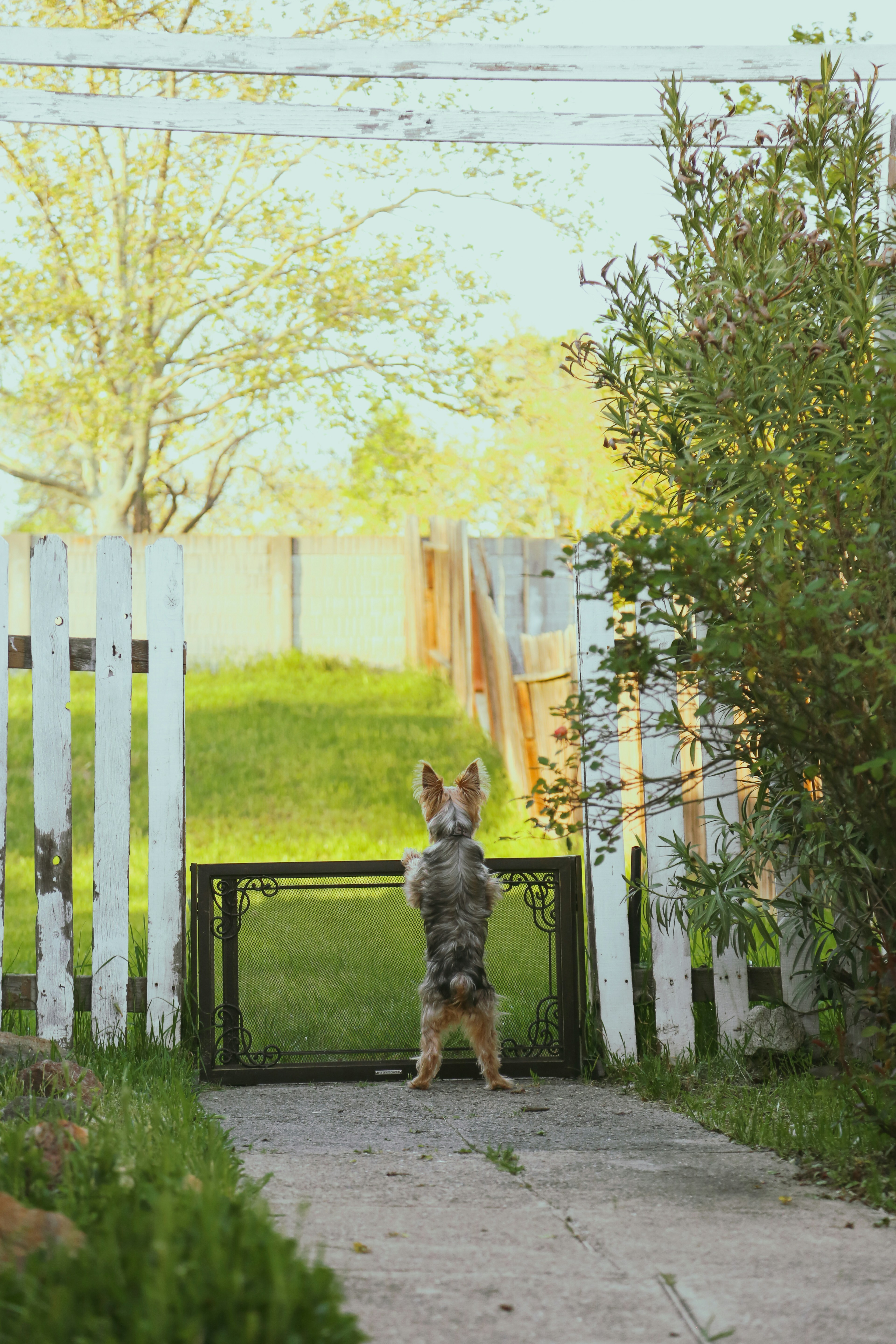 Snout AI dog training app
