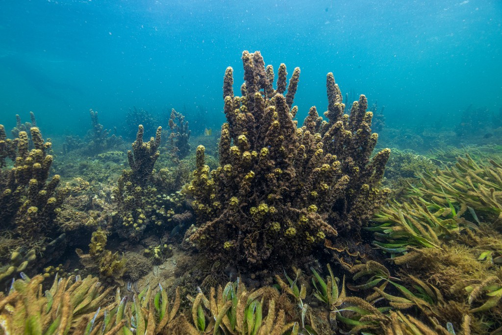 Coral and seagrass. Photo credit Anthony Ochieng Onyango