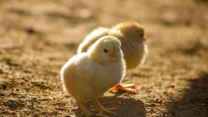Poussins