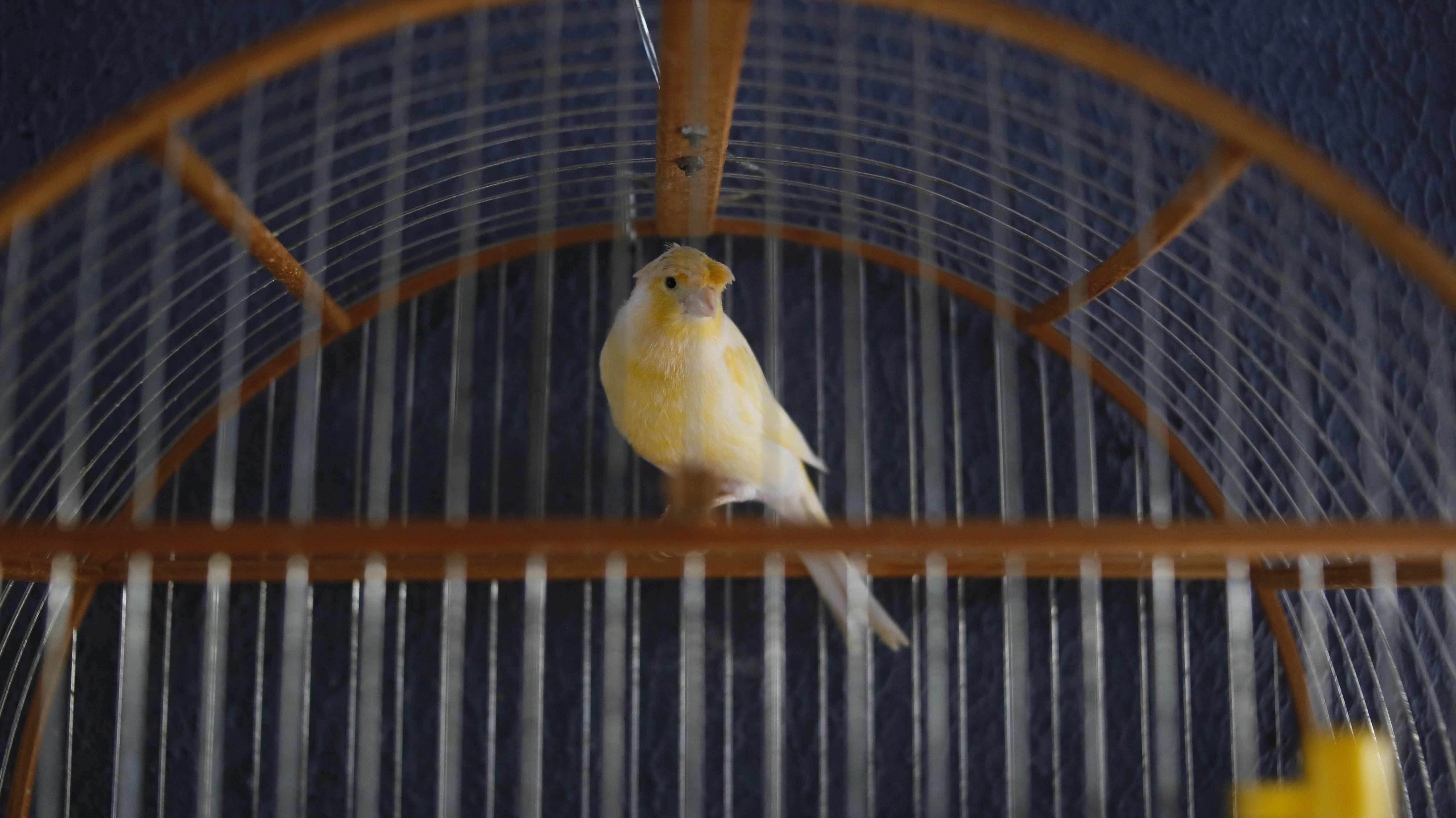 a bird in a cage