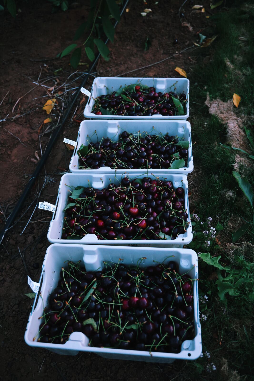 Hood River Cherry Co, four lugs of dark cherries on the orchard floor