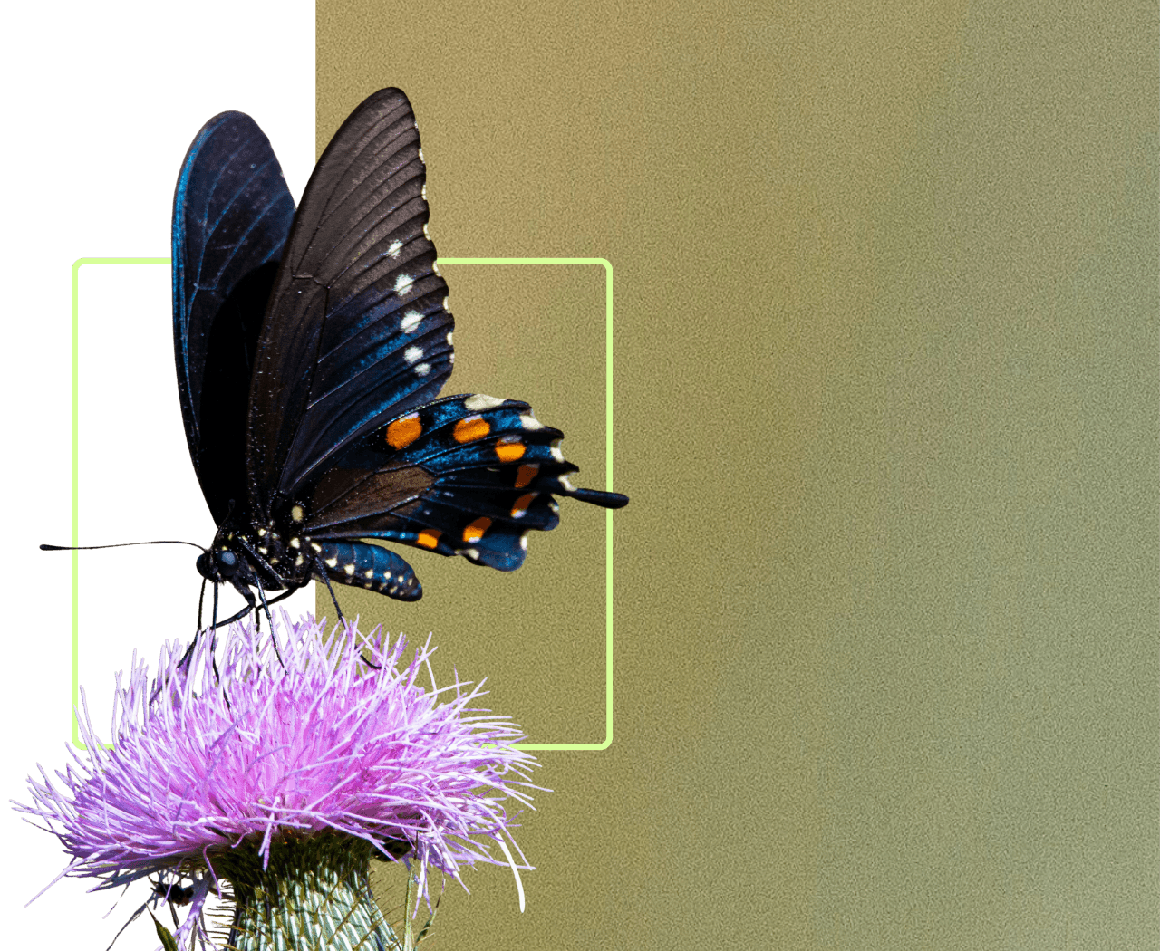 butterfly