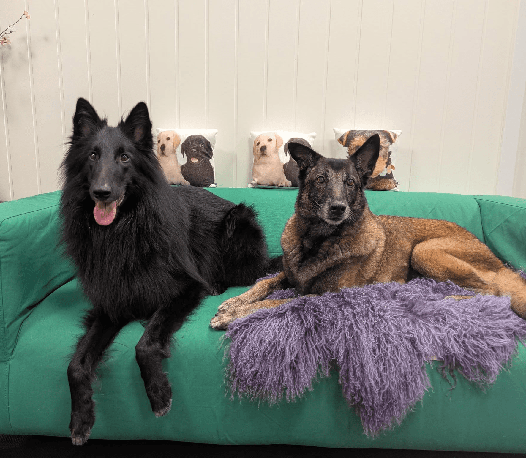 yellow Labrador puppy running on field