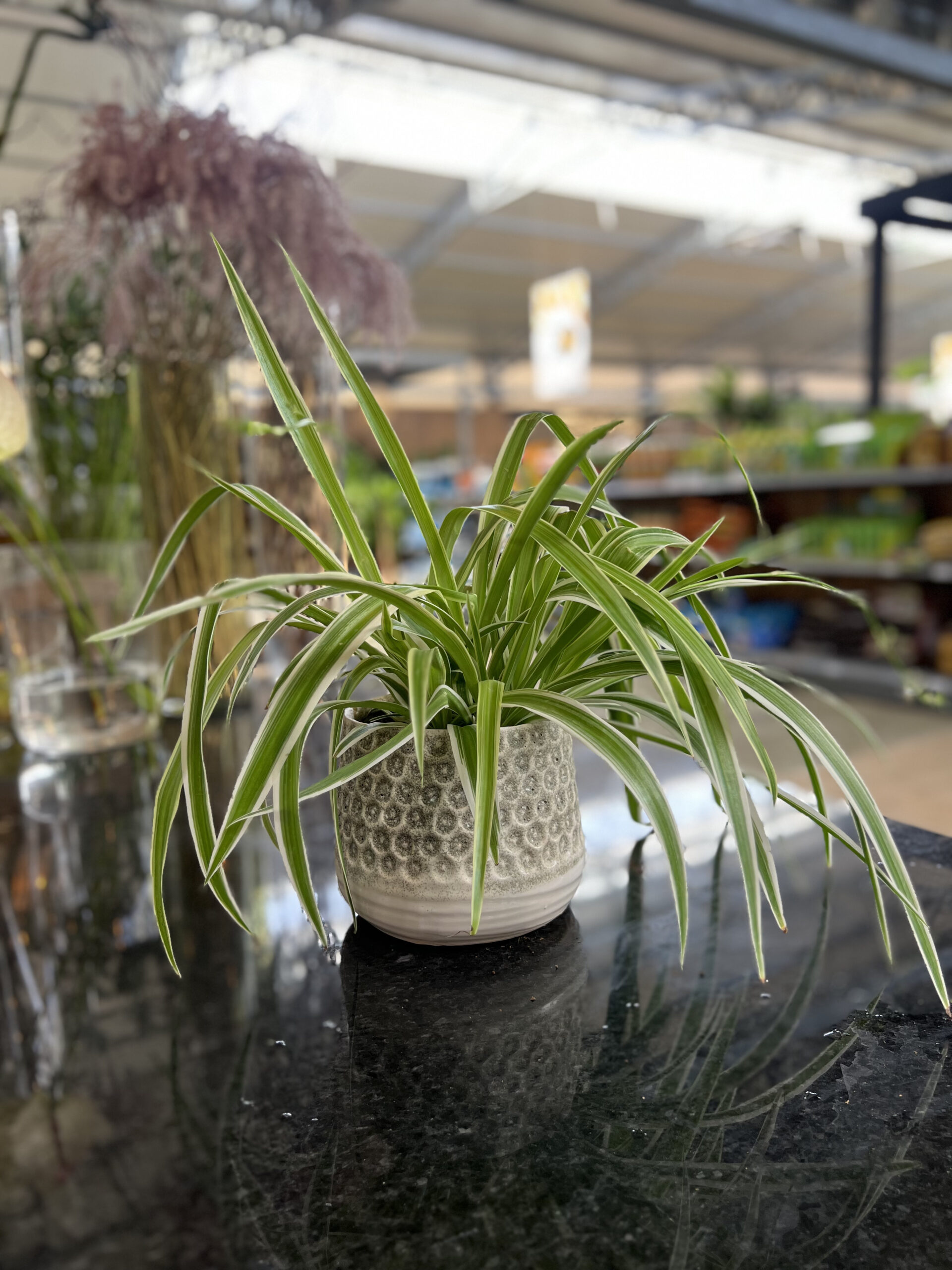 Large-leafed plants that freshen the space