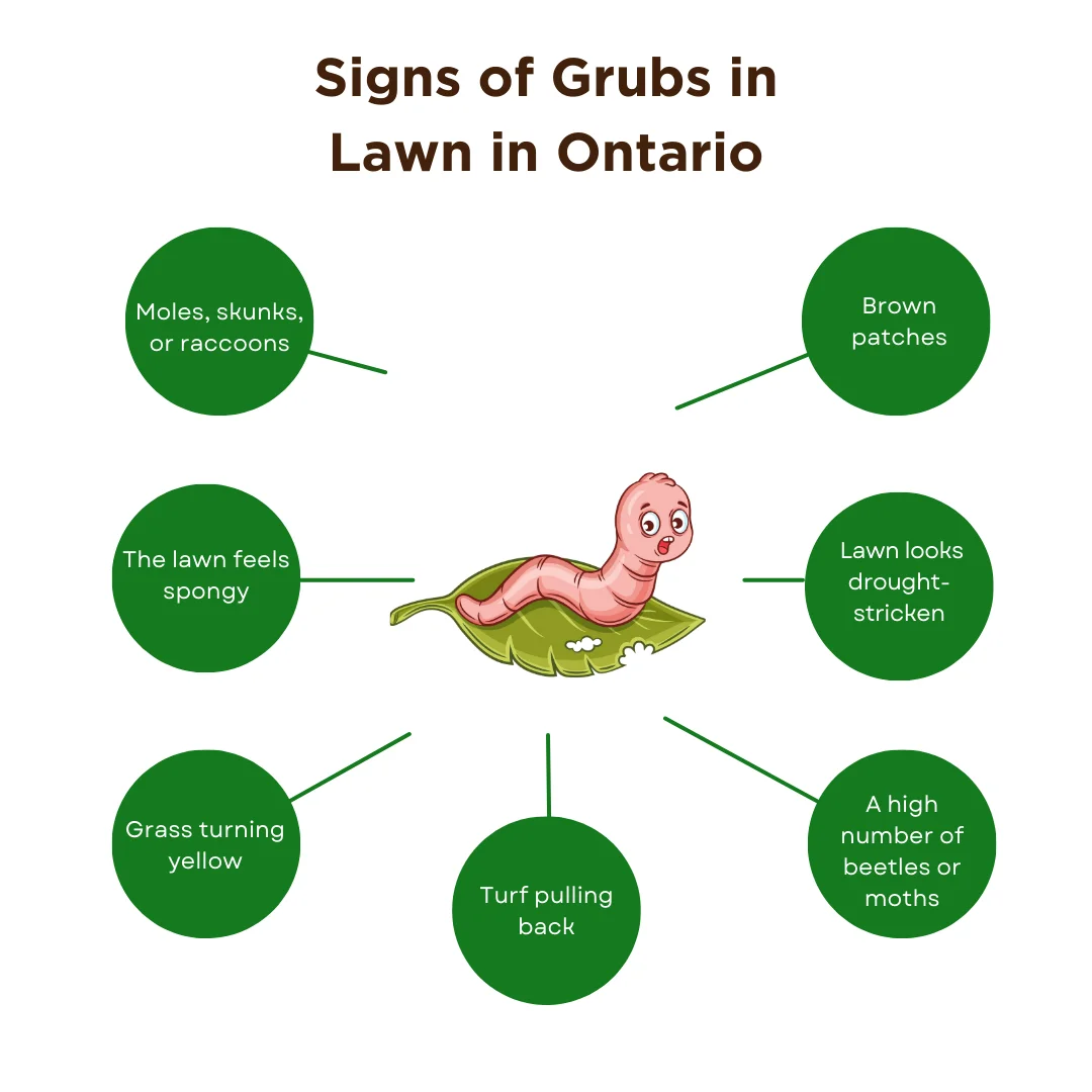 An infographic of the lifecycle of grubs in lawn