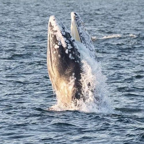观鲸巡航