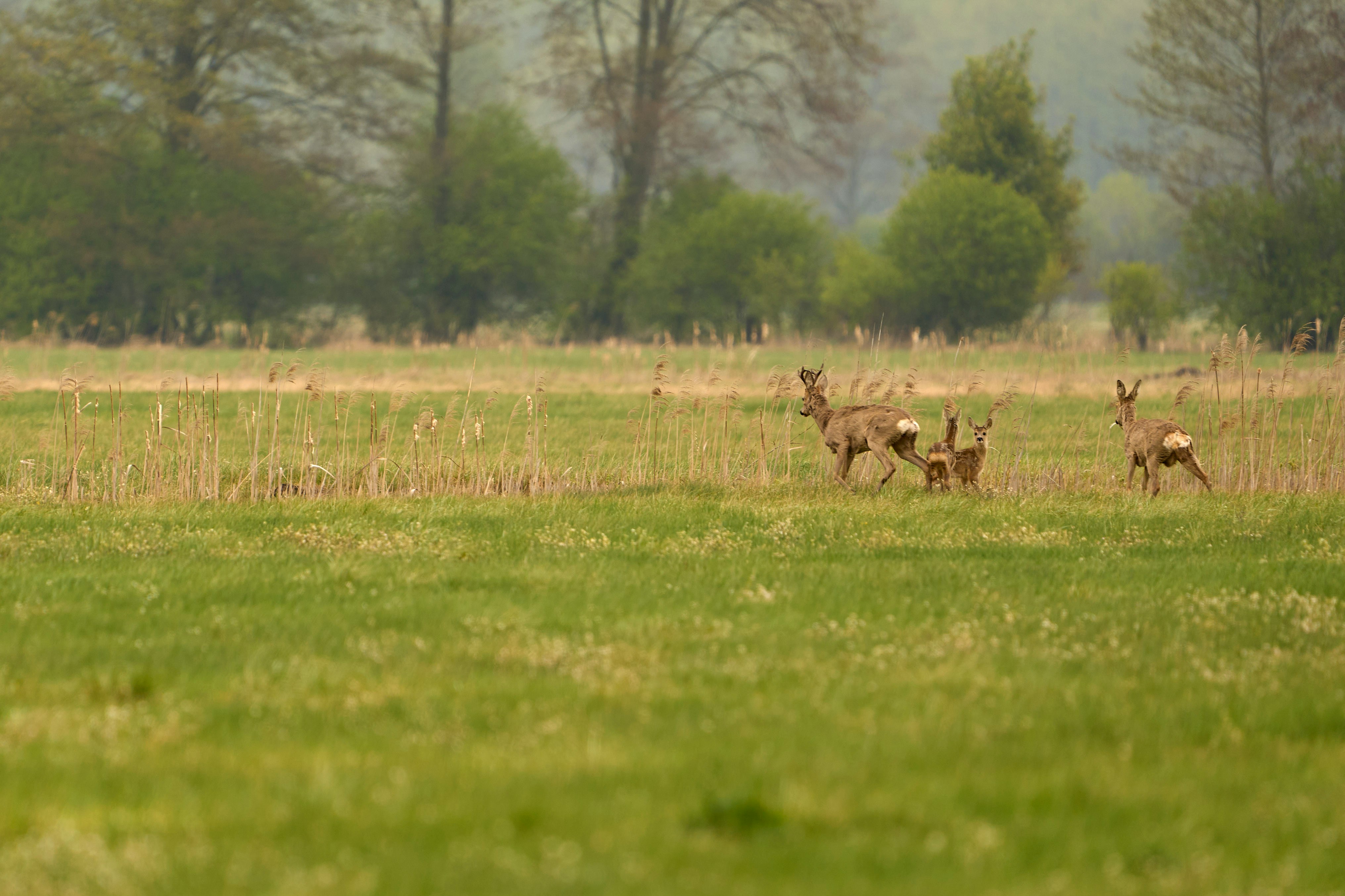 Rehe beim Äsen auf einer Wiese mit Bäumen