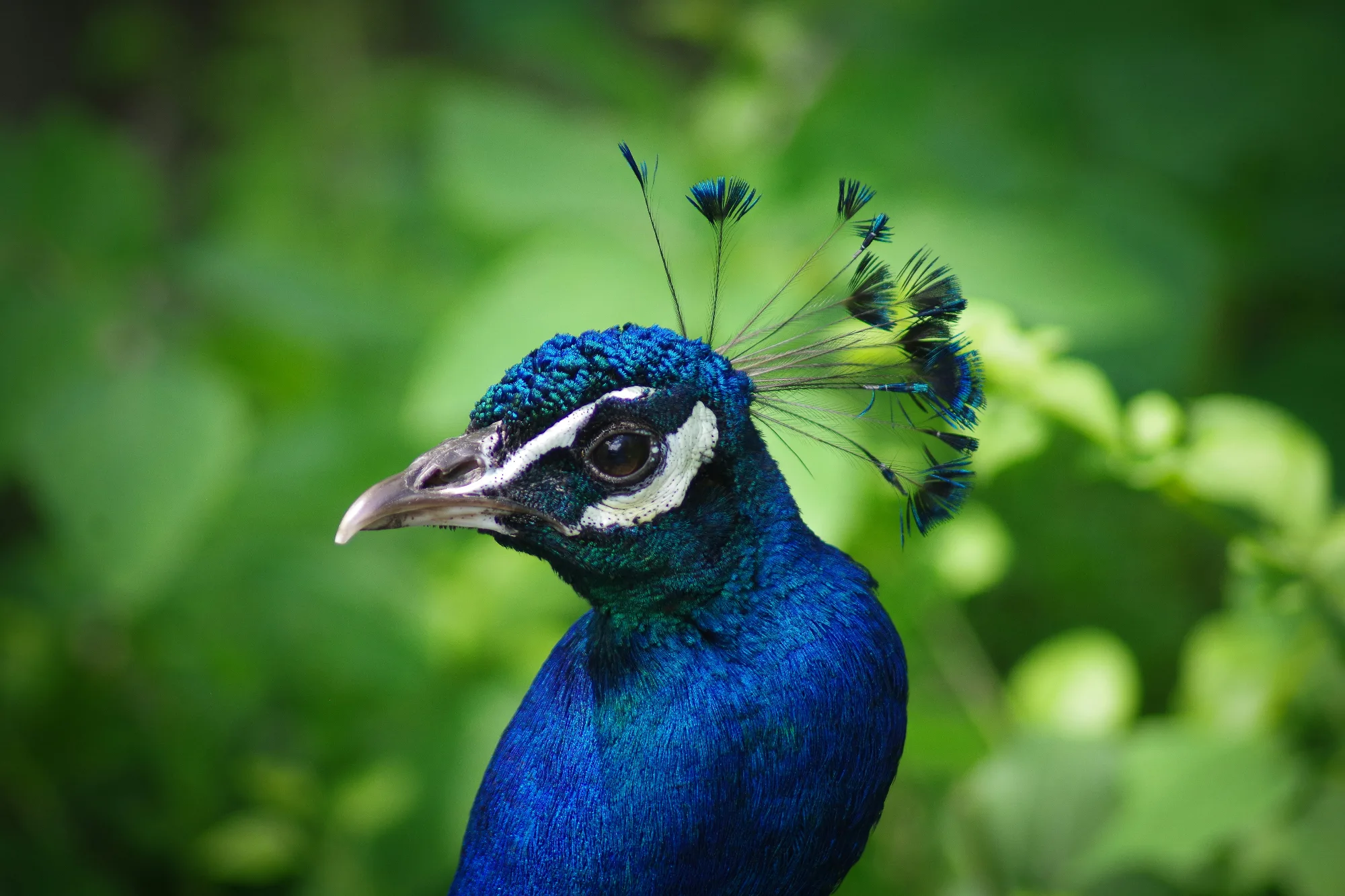 Close-up of a vibrant blue peacock's head and neck, with its characteristic crest feathers visible against a blurred green background.