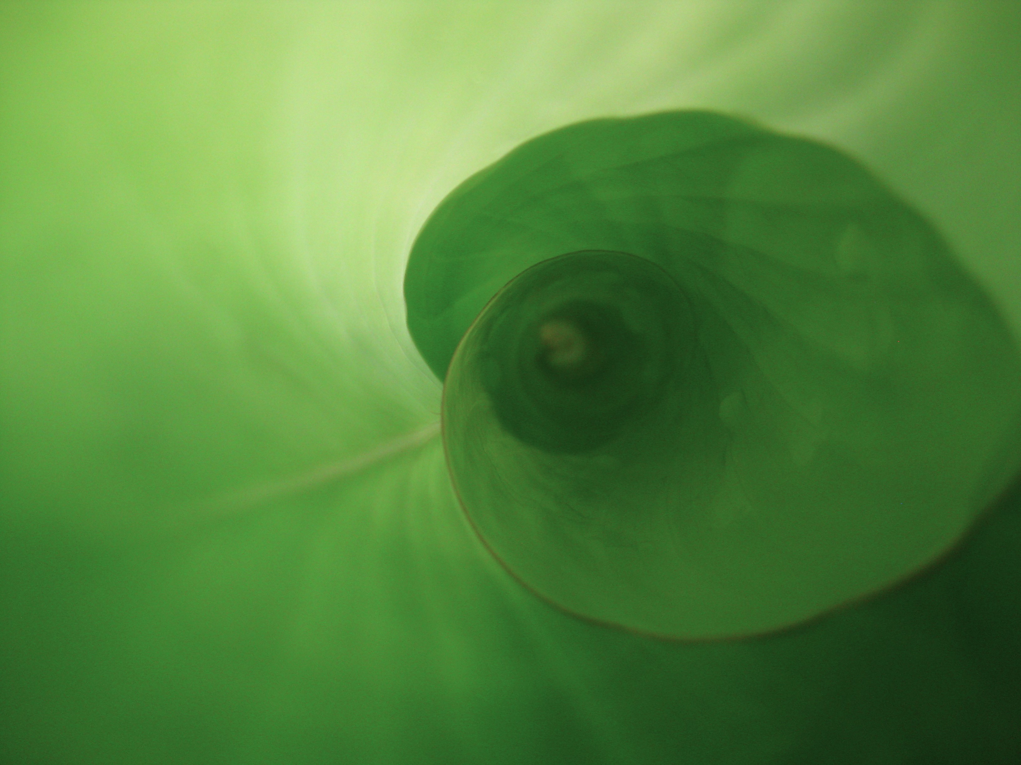close-up of a furled green leaf curling inward toward its center