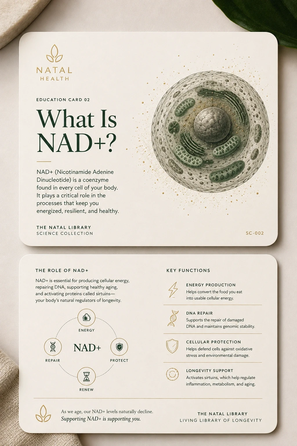 Natal Health educational cards explaining NAD+.