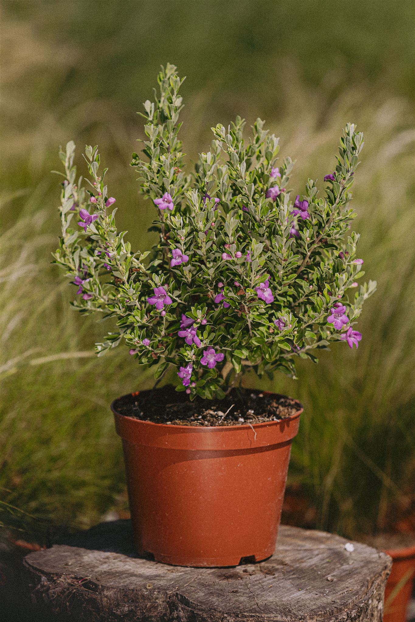 Leucophyllum frutescens Eiviss Garden