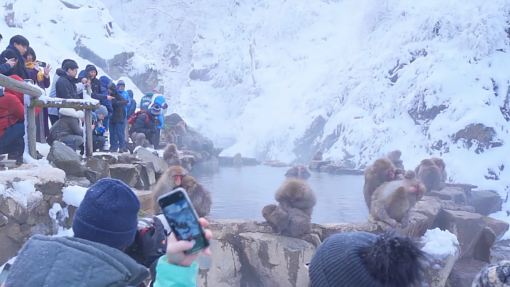 Snow monkeys soak in the steaming Jigokudani hot spring as snow falls, two resting chin-on-rock at the pool's edge.