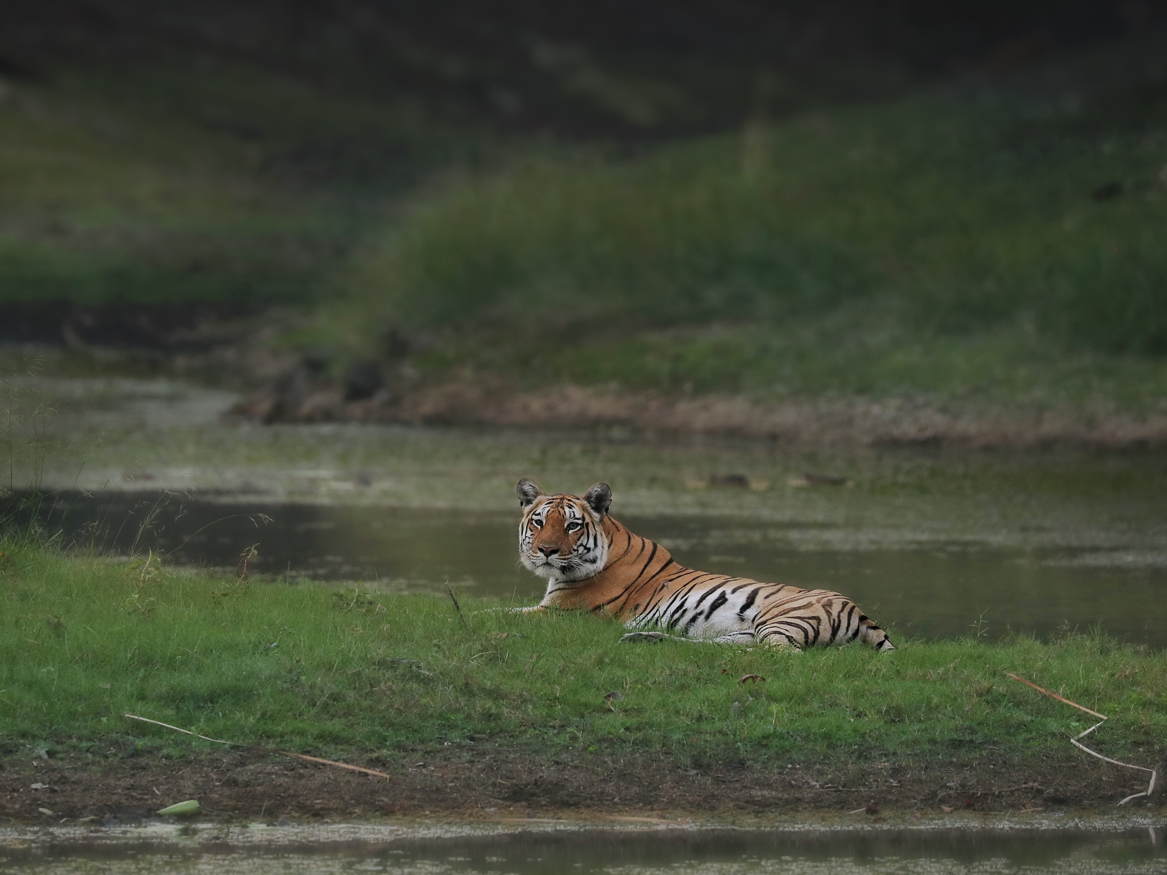 in-the-land-of-mowgli-a-tiger-photography-expedition-in-pench