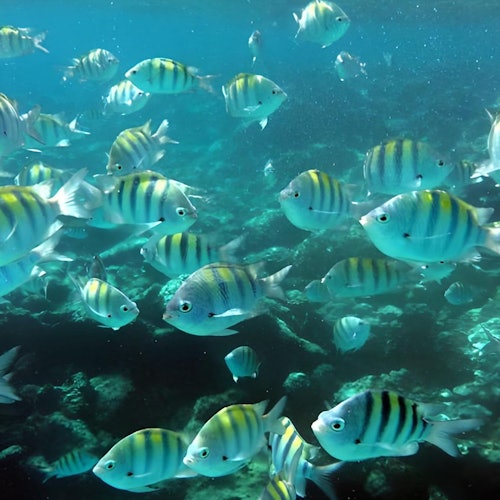 Isla Saona: Boletos para el Tour en Semi-Submarino Clásico en Punta Cana
