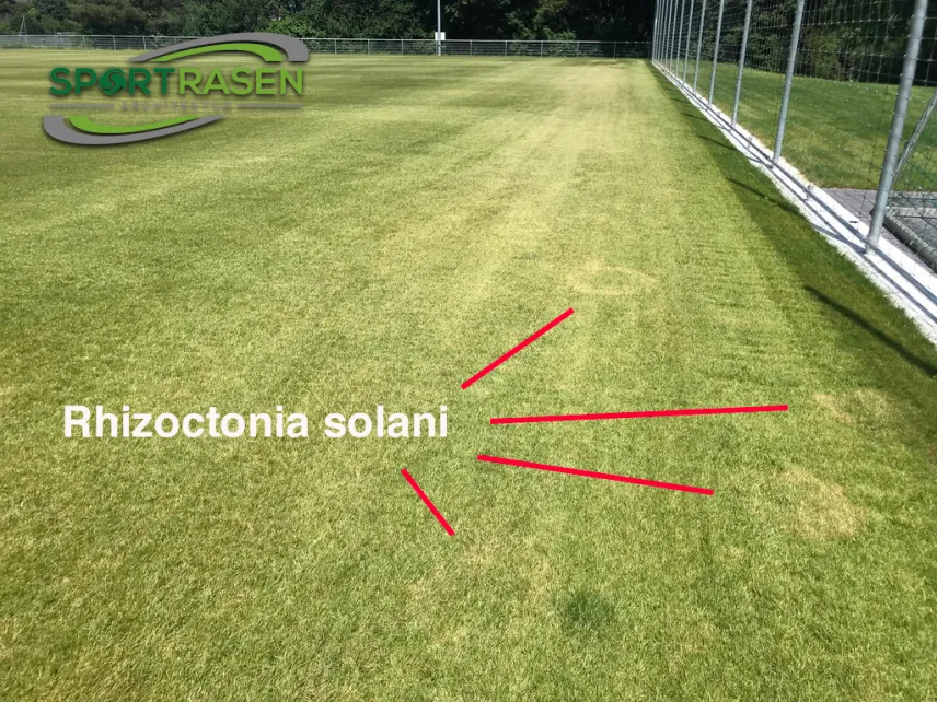 Rhizoctonia solani / Brown patch / Brandflecken