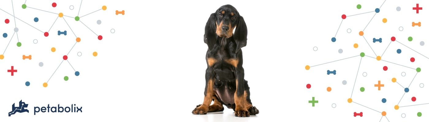 Black and Tan Coonhound image
