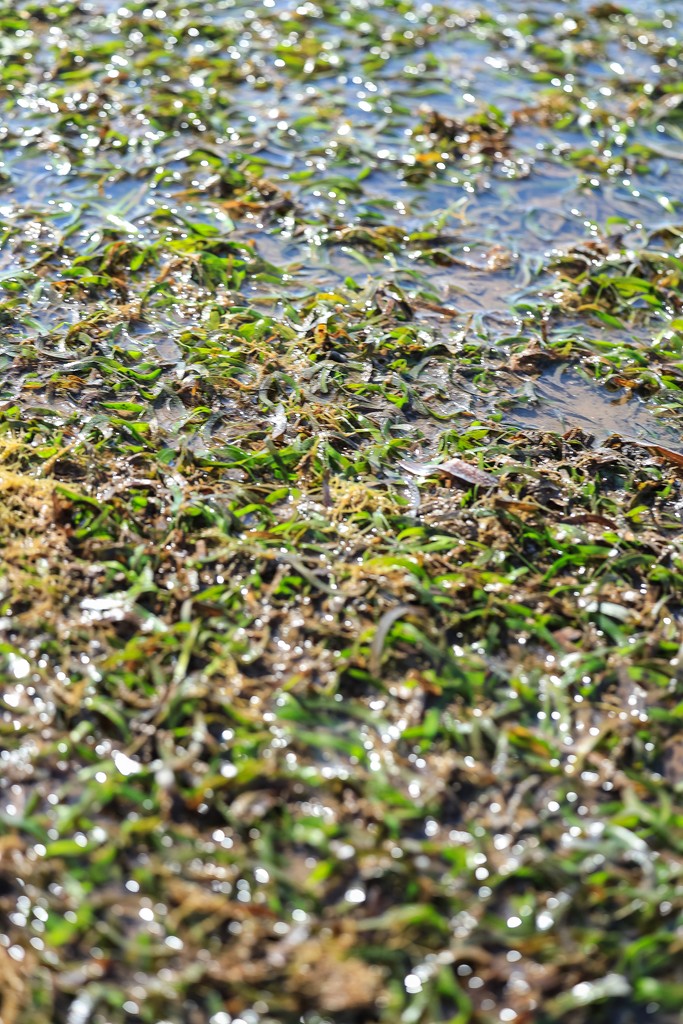 Seagrass in Vanga. Photo credit Anthony Ochieng Onyango