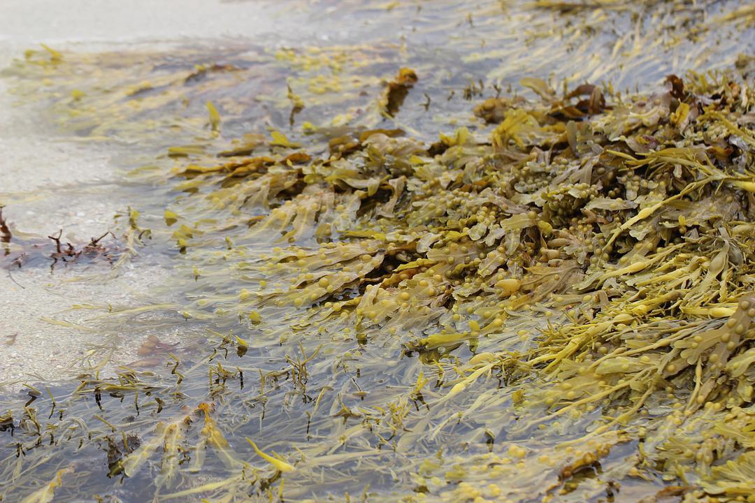 a black and white cat laying on top of a white wall