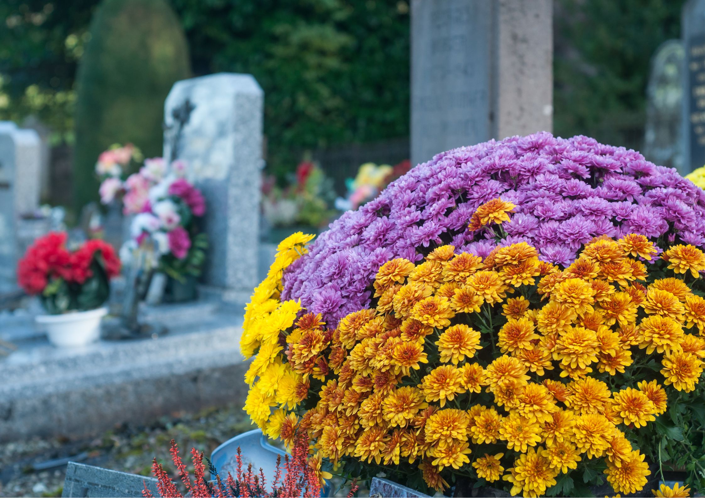 Chrysanthemums and flowers for All Saints' Day