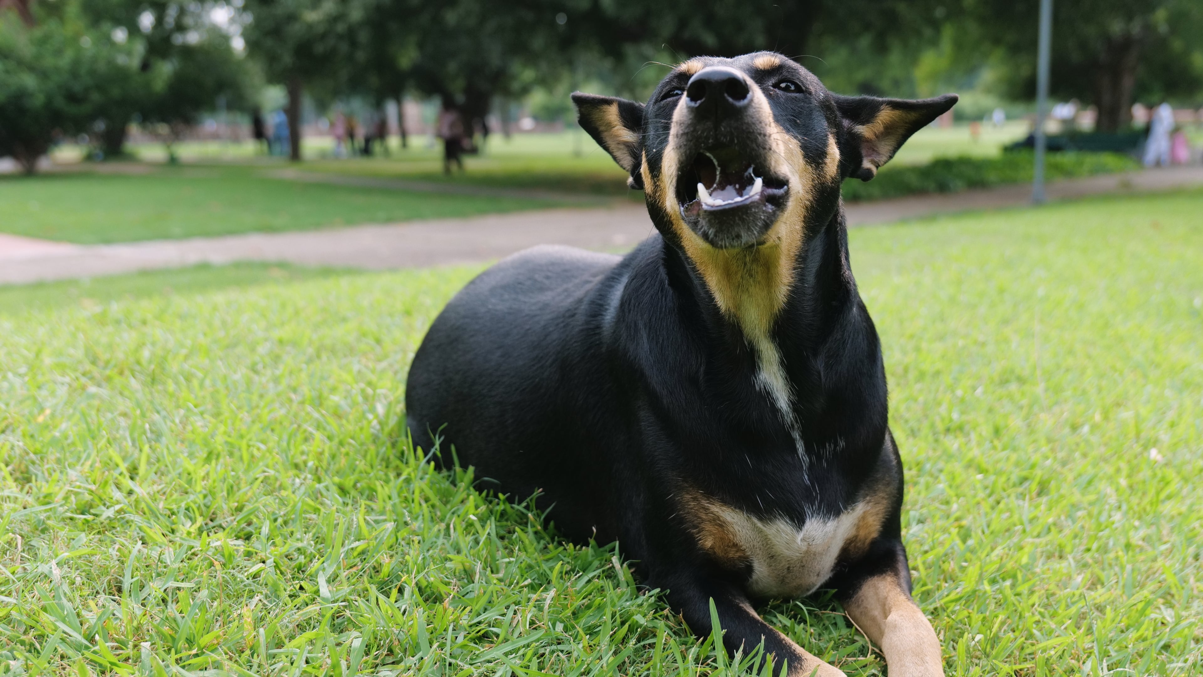 Dark and tan female community dog seated in Sunder Nursery, joyfully savoring a delicious treat.