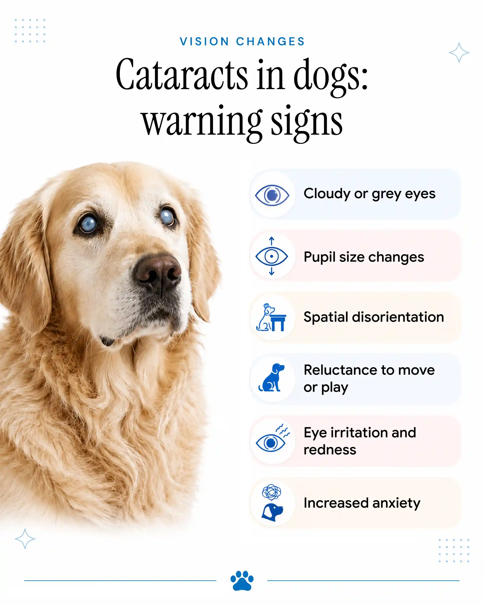 An infographic showing the common symptoms of cataracts in dogs.