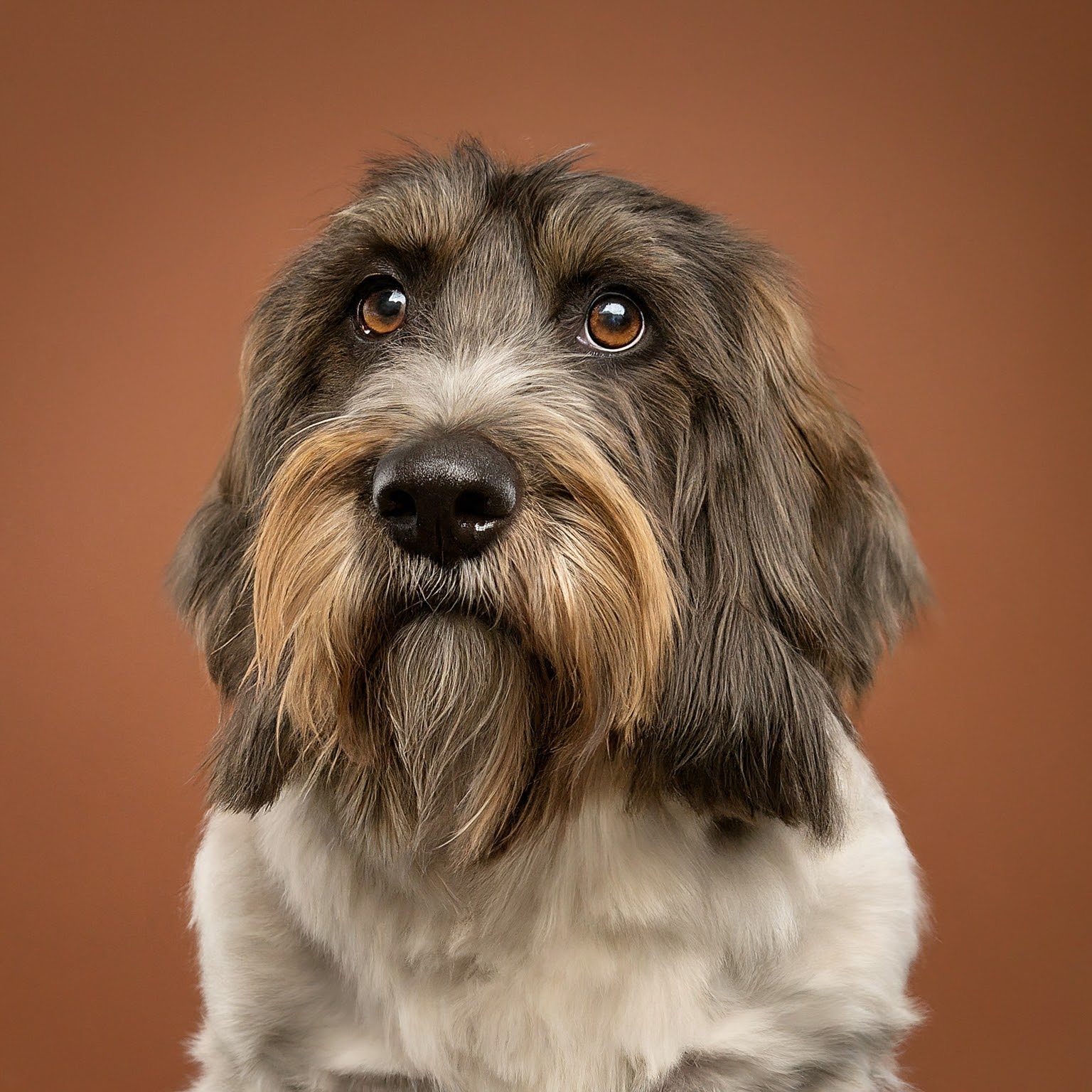 BUDDYUNO, Petit Basset Griffon Vendéen