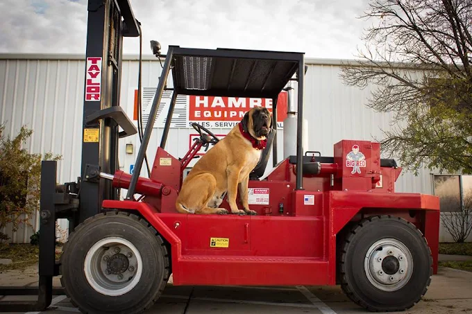 Shop dog sitting on Big Red, the Taylor forklift, outside Hamre Equipment