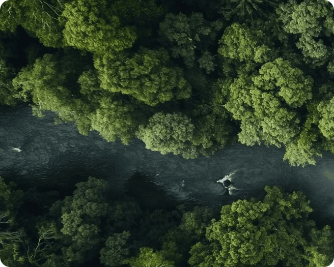 Woods drone shot