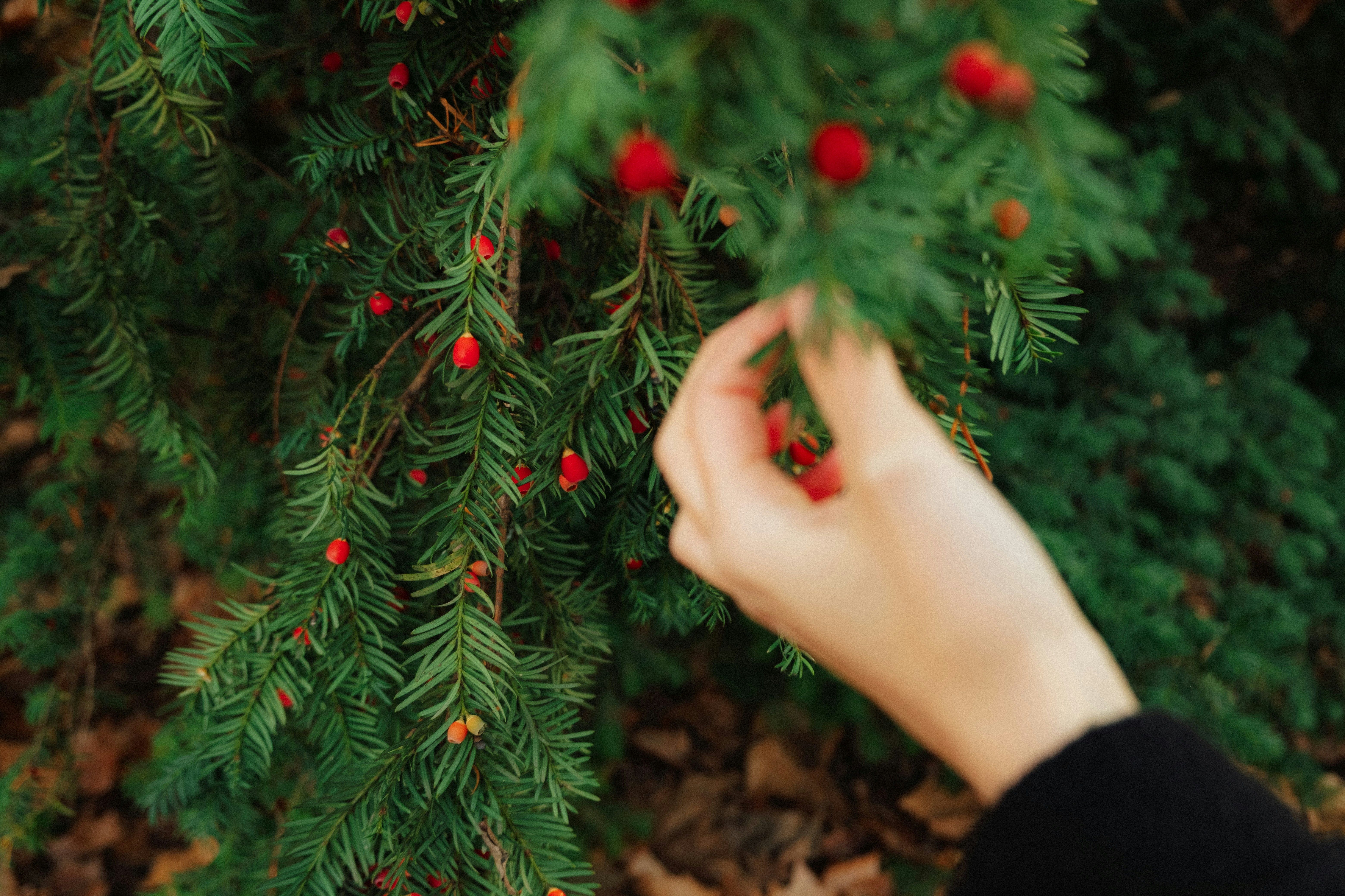 Hand picking red berries from a green bush