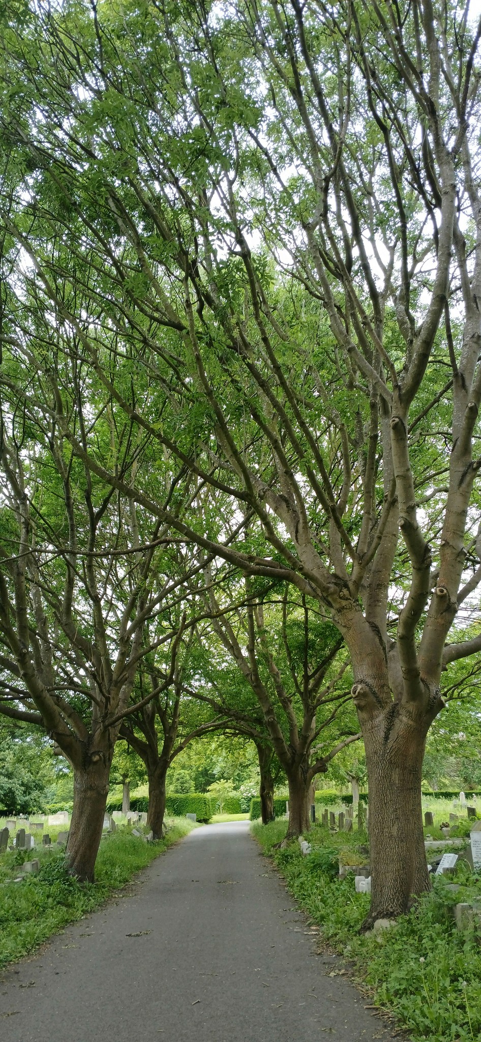 a road lined with trees and grass next to a cemetery
