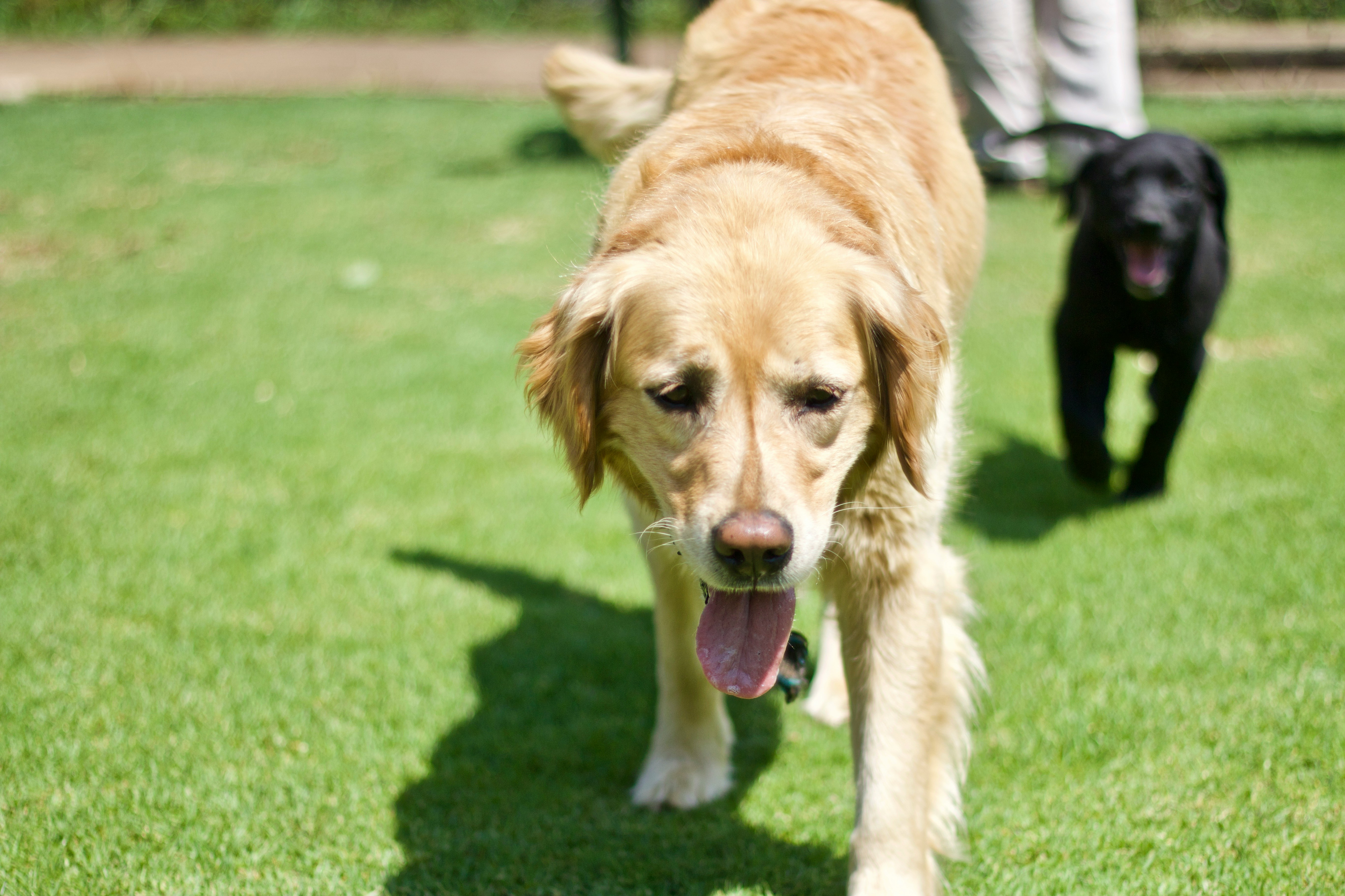 un perro de paseo