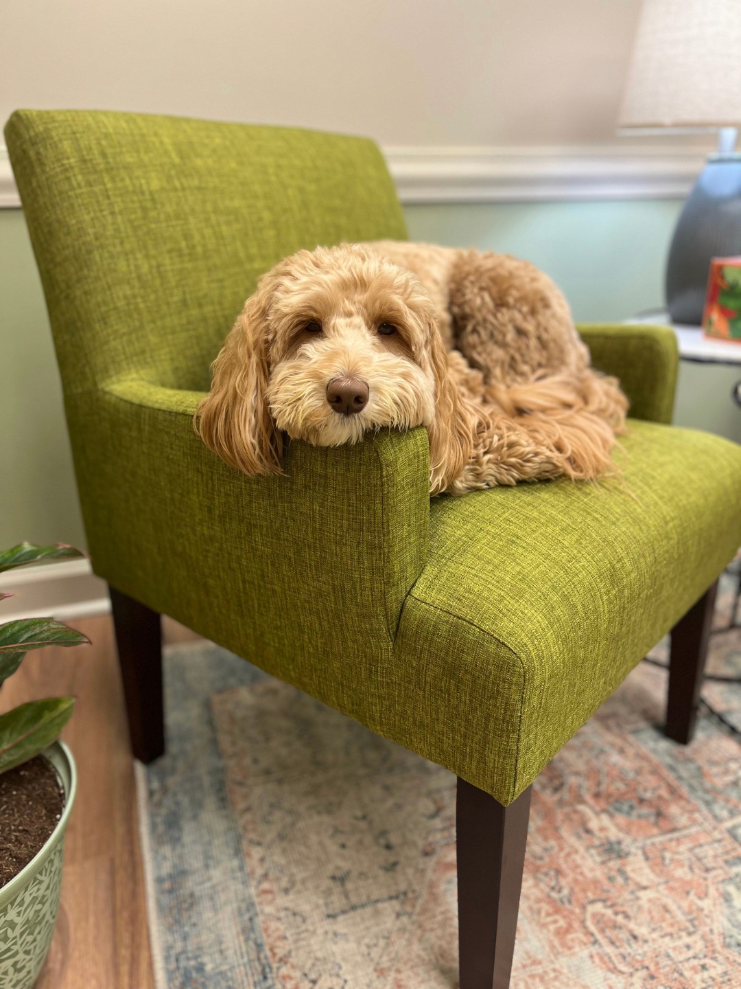 A fluffy apricot labradoodle resting its head on the arm of a green textured chair in a clinic waiting room.