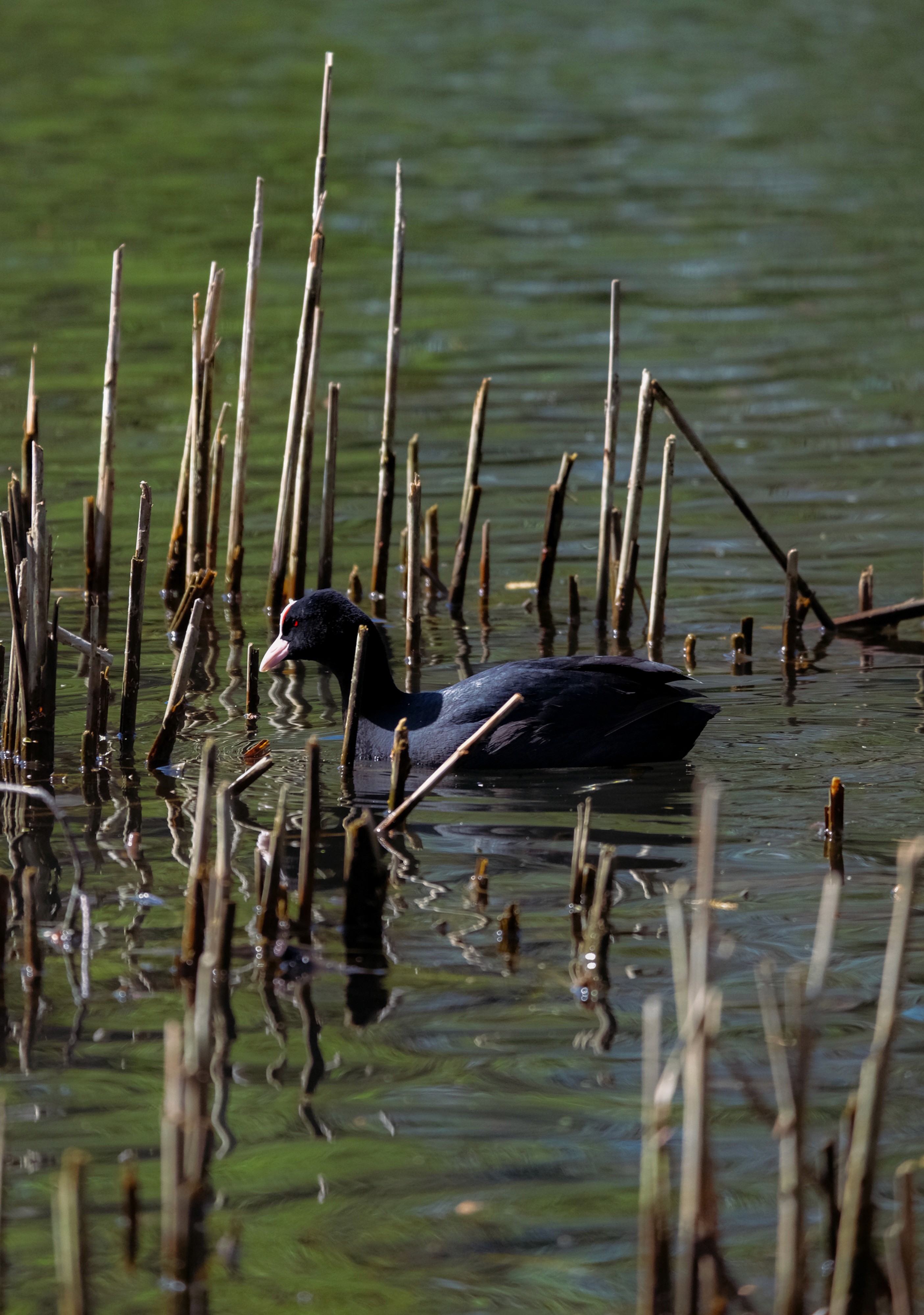 A black Eurasian Coot with a distinctive white beak and frontal shield swimming through vertical reeds in a calm pond.