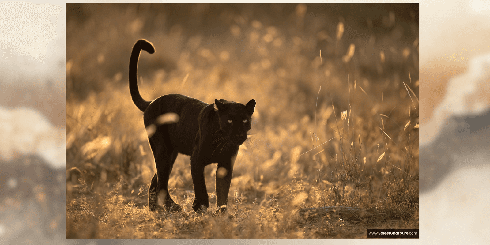 A rare melanistic black leopard captured during sunset in Kenya by wildlife photographer Saleel Gharpure.