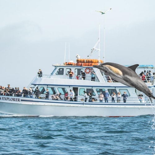 A dolphin leaps out of the water near a boatful of people watching, labeled "Explorer."