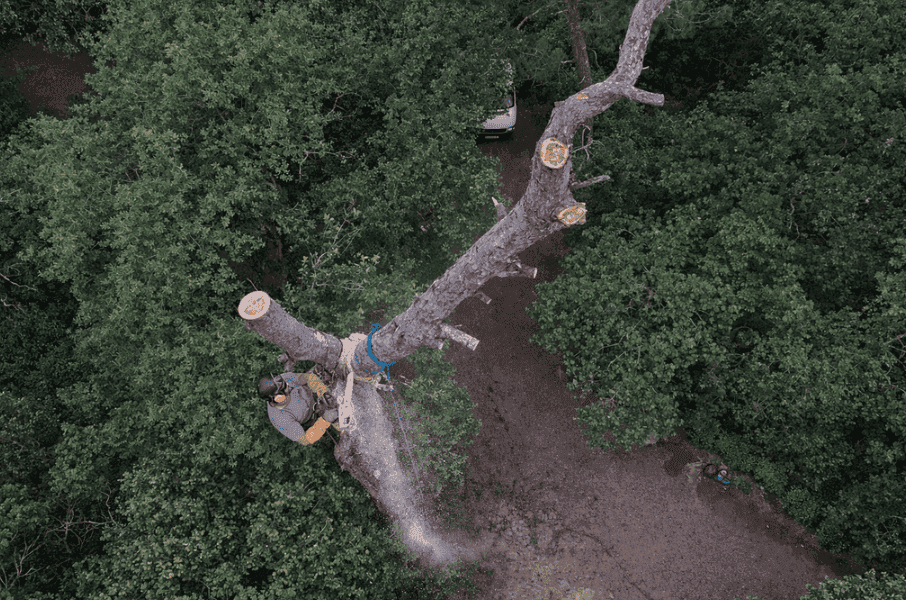 homme dans un arbre pour le couper