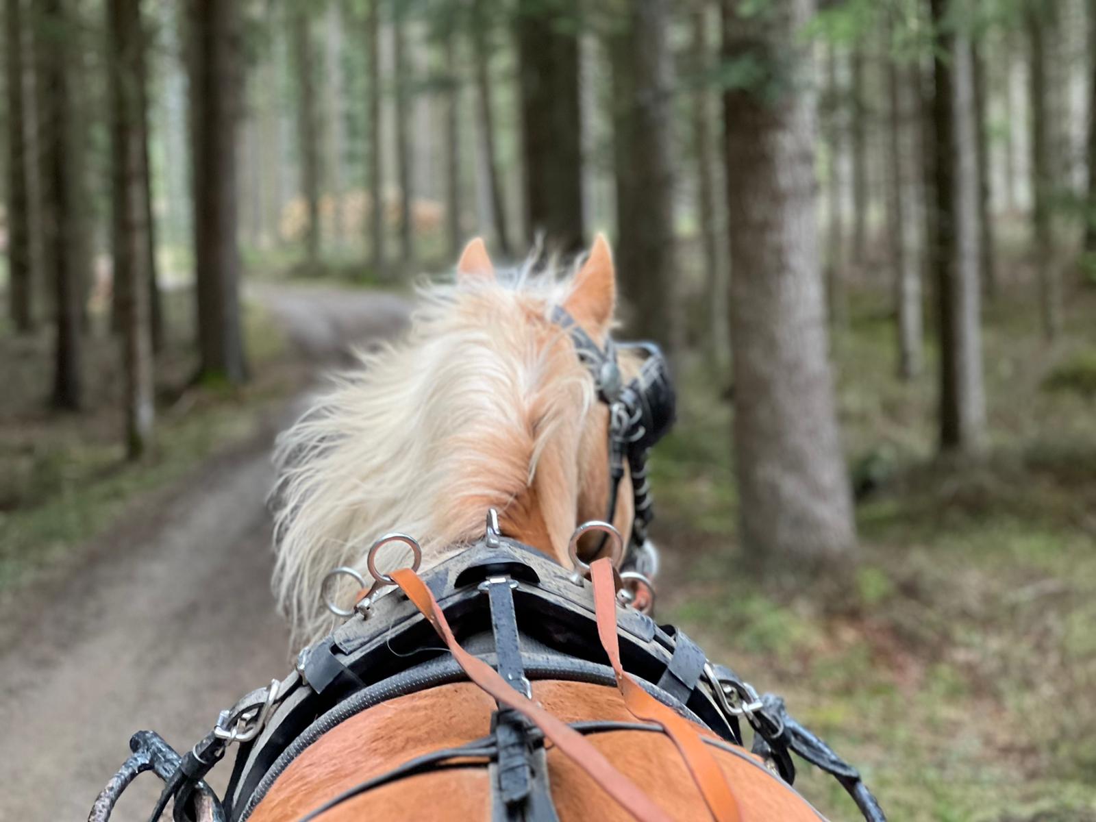 Close-up of a dark green leaf showing its textured surface and central vein against a muted background.