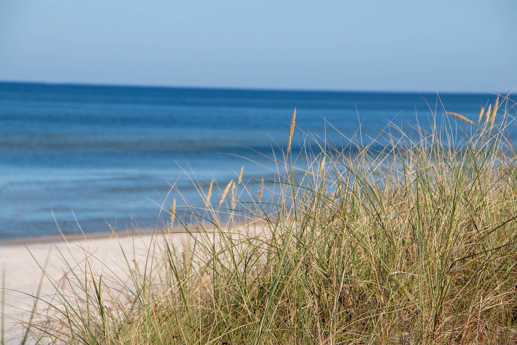 Plaża z roślinnością