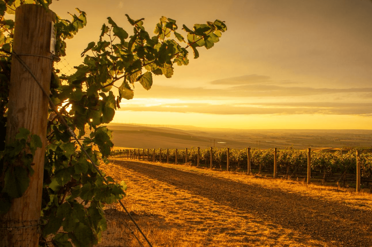 The vineyards of Walla Walla at sunset, where memory and legacy still linger long after harvest.