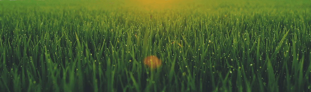 Field of Grass