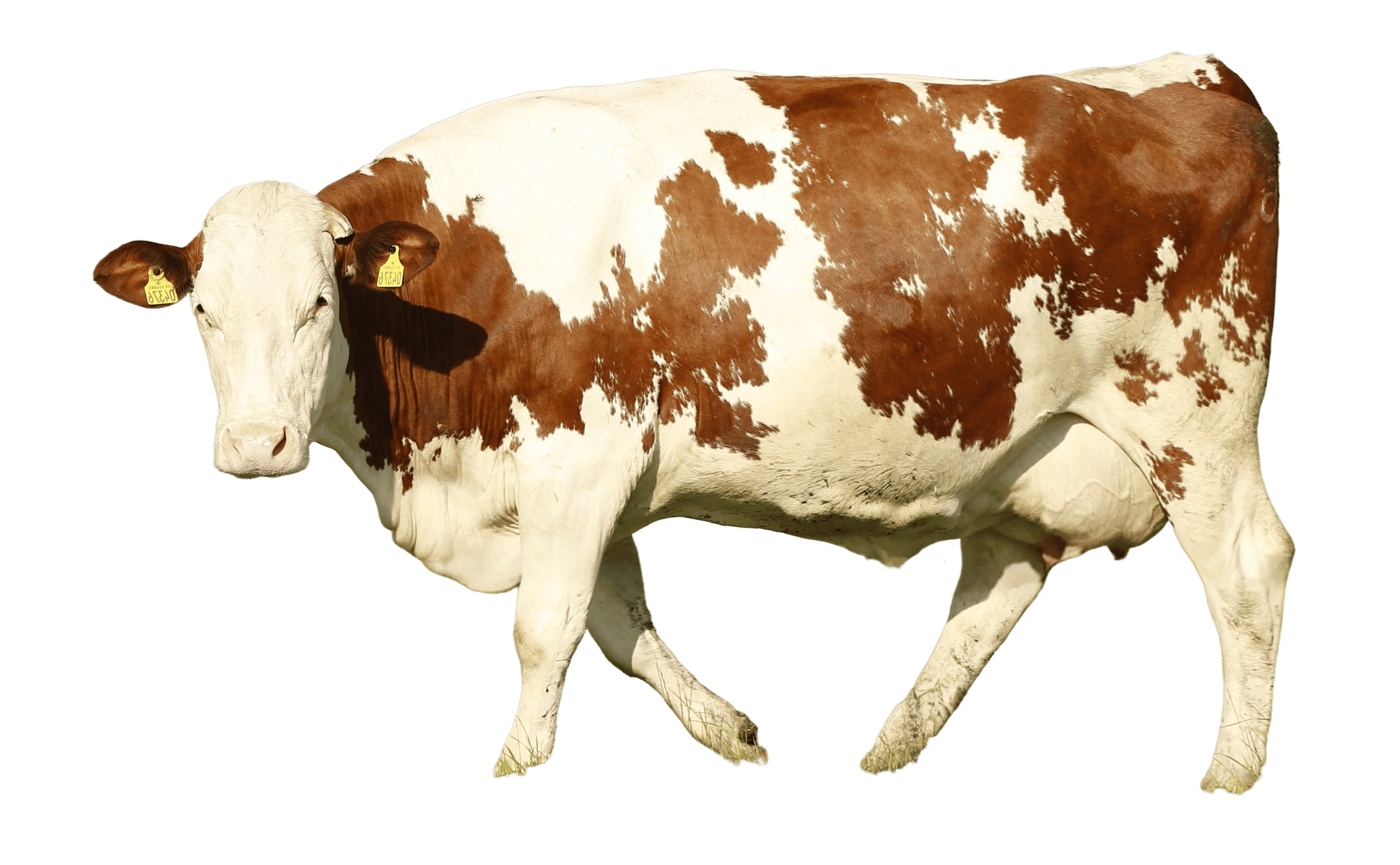 Vache détourée