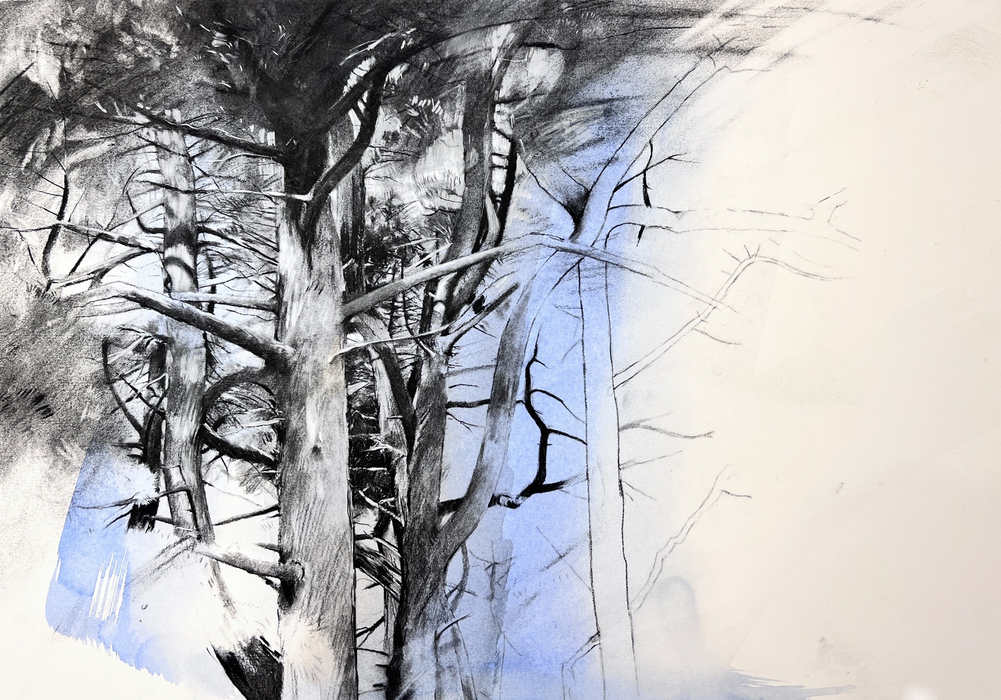 Tree study at Holkham